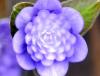 Show product details for Hepatica japonica Shio